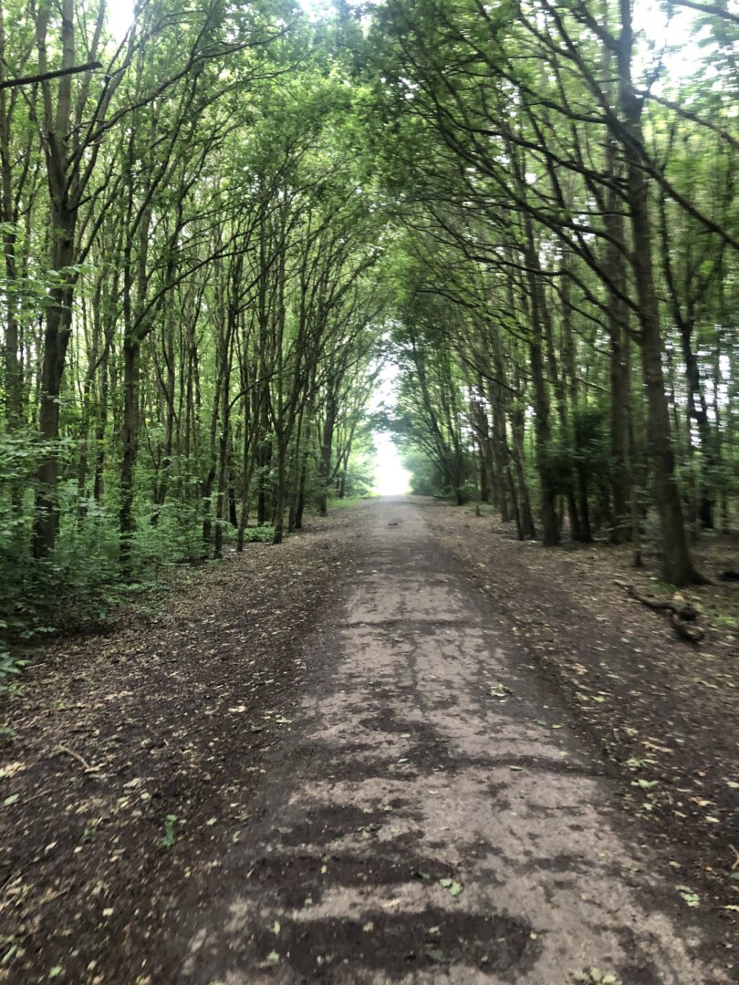 wandeling door het bos maken