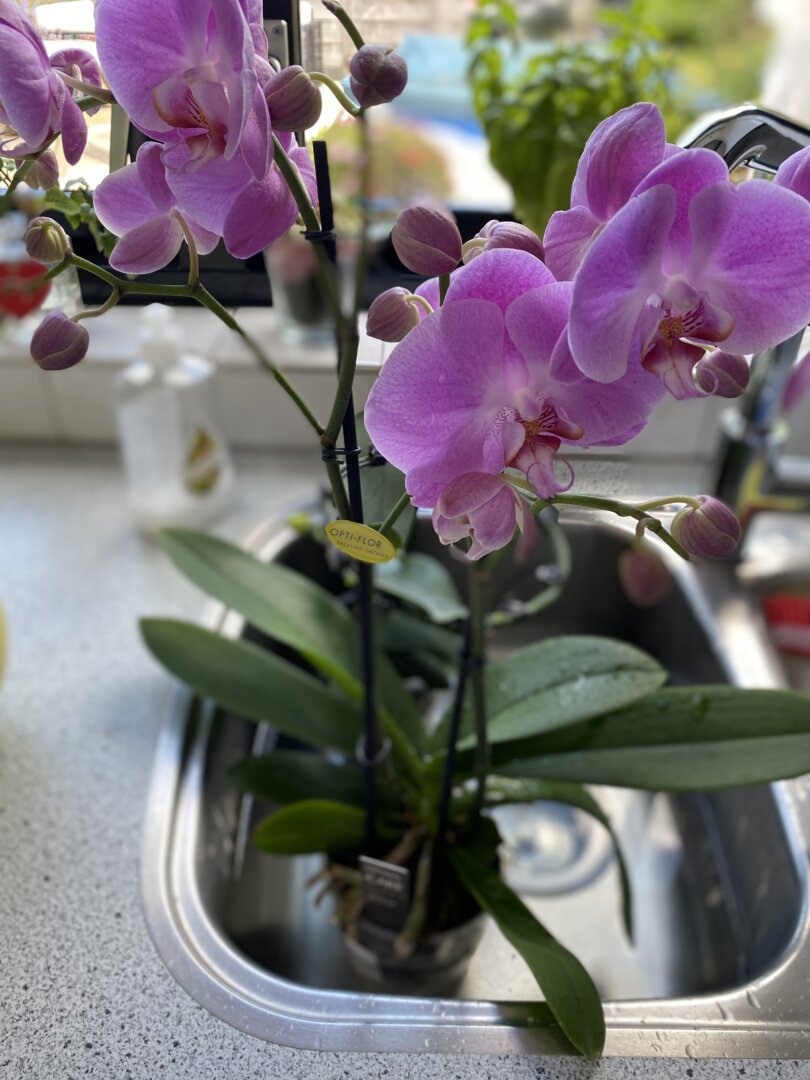 badje voor mijn orchideeën